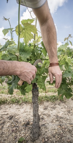 production de vin Saint-Nicolas-de-Bourgueil à Saint-Nicolas-de-Bourgueil dans l'Indre-et-Loire 37